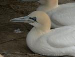 Northern gannet