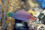 Sixline wrasse