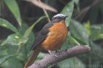 White-crowned robin-chat