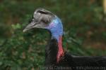 Bennett's cassowary *