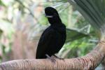 Long-wattled umbrellabird *