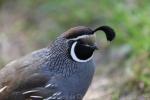 California quail *