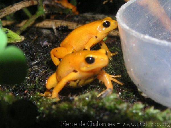 Golden mantella