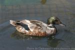 Falcated duck