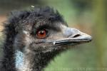 Common emu