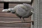 Grey peacock-pheasant