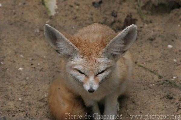 Fennec fox