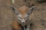 Fennec fox