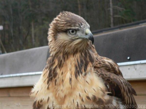 Upland buzzard