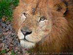 African lion