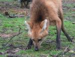 Maned wolf