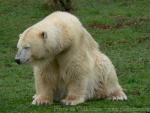 Polar bear