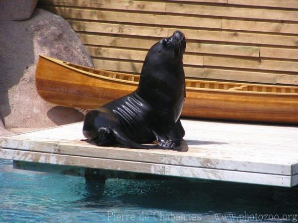 South American sea-lion