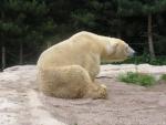 Polar bear