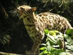 Margay *