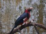 Bearded barbet