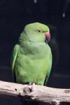 Rose-ringed parakeet