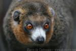 Mongoose lemur