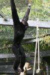 Pileated gibbon