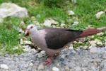 Pink pigeon