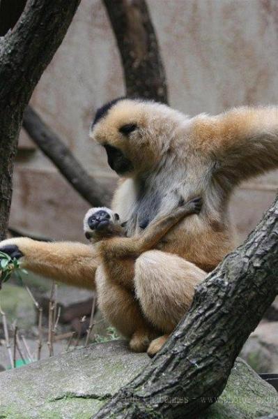 Northern white-cheeked crested gibbon