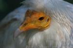 Egyptian vulture