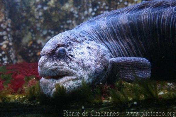 Spotted wolf eel