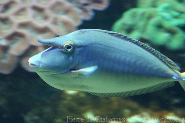 Bluespine unicornfish