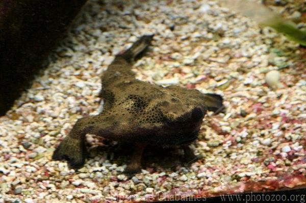 Shortnose batfish *