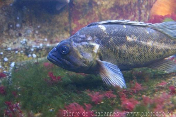 Black and Yellow rockfish *