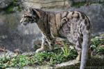 Clouded leopard