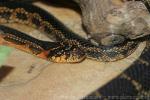 Horseshoe whip snake