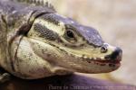 Common spiny-tailed iguana