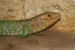 Northern caiman lizard