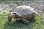 African spurred tortoise