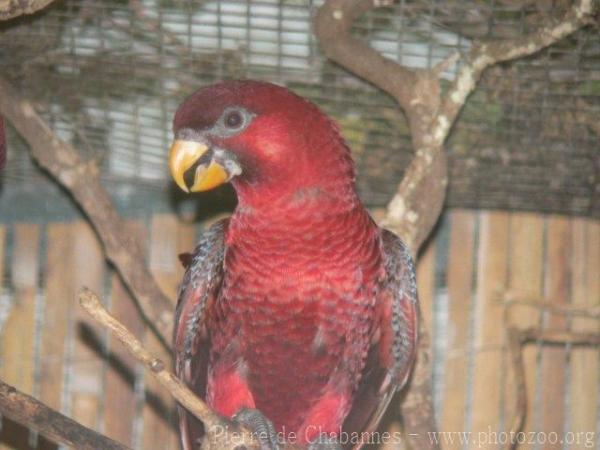 Cardinal lory