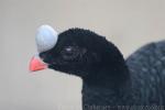 Helmeted curassow