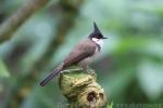 Red-whiskered bulbul