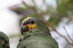 Orange-winged amazon *