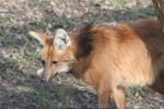 Maned wolf