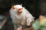 Silvery marmoset