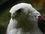 Brahminy kite