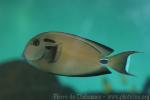 Doubleband surgeonfish