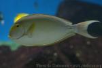 Yellowfin surgeonfish