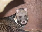 Large indian civet *