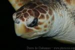 Loggerhead turtle