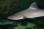 Common smooth-hound