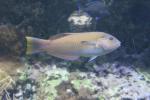 Puddingwife wrasse