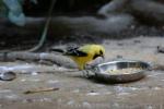 Yellow oriole