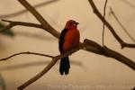 Brazilian tanager